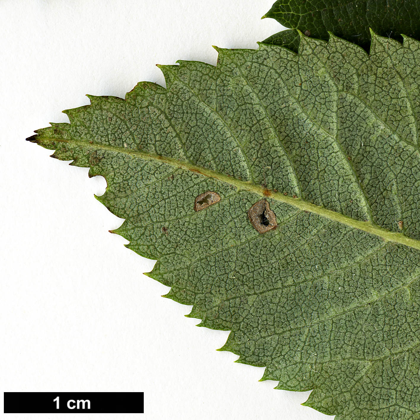 High resolution image: Family: Rosaceae - Genus: Sorbus - Taxon: aucuparia - SpeciesSub: subsp. pohuashanensis